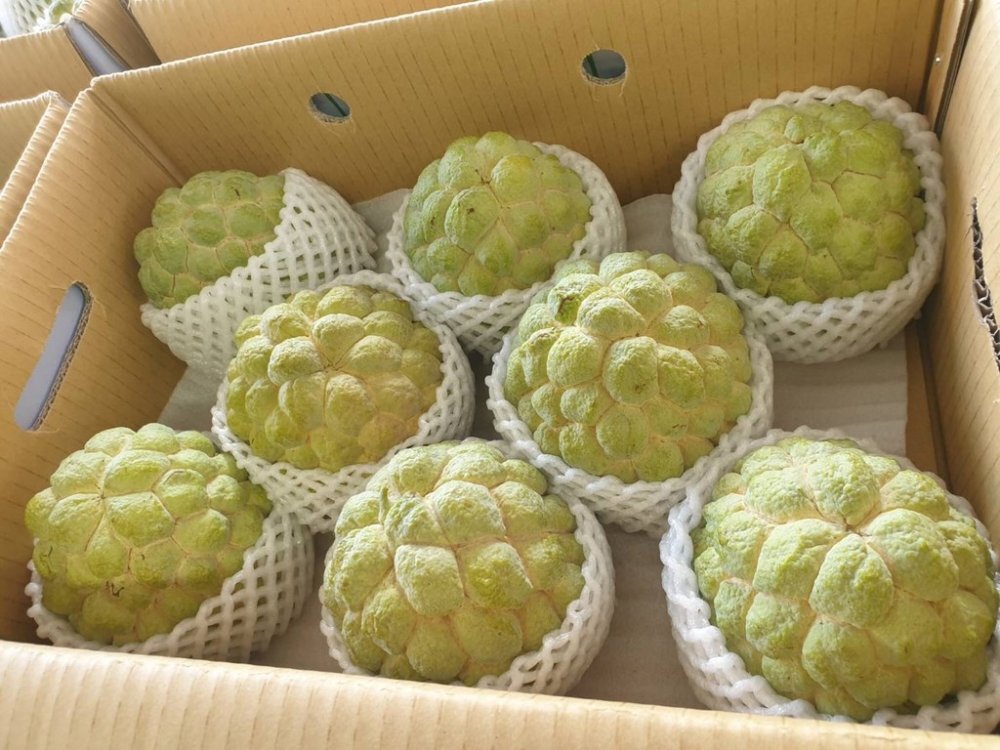 大陆明起暂停台湾番荔枝和莲雾输入岛内农民要喝西北风了