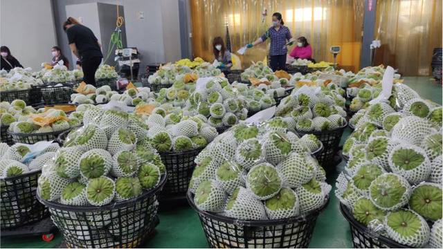 台湾番荔枝 资料图