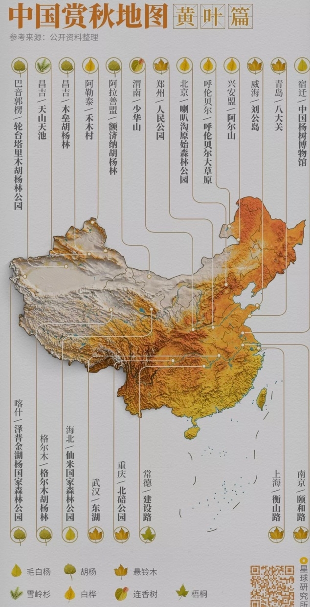 中国赏秋地图|黄叶篇，制图@郑艺&郑伯容