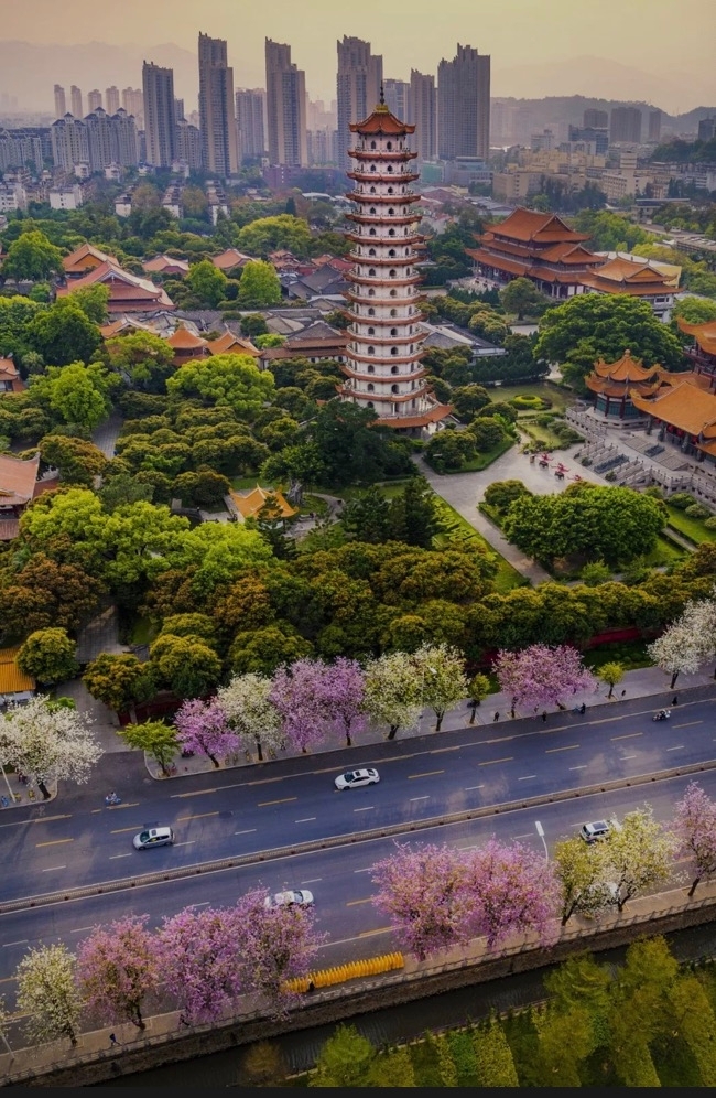 福建福州西禅寺，园外的紫薇在秋日里盛开，图片来源@视觉中国