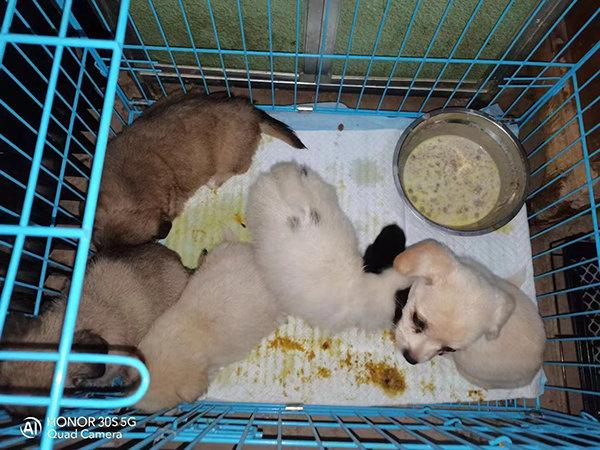 图说:嘉定某小区门口发现大量活体宠物盲盒.志愿者供图(下同)