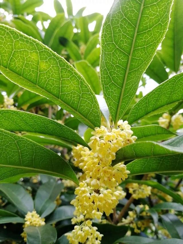 眼前是镜中月身边是桂花香浦东这个赏月好地方藏不住了