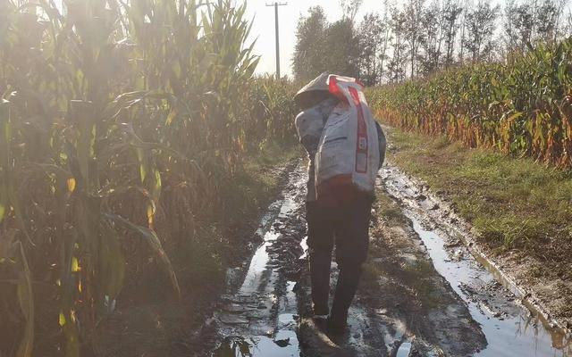 于德生背着一麻袋玉米,走在泥泞的小路上.新京报记者 赵利新 摄