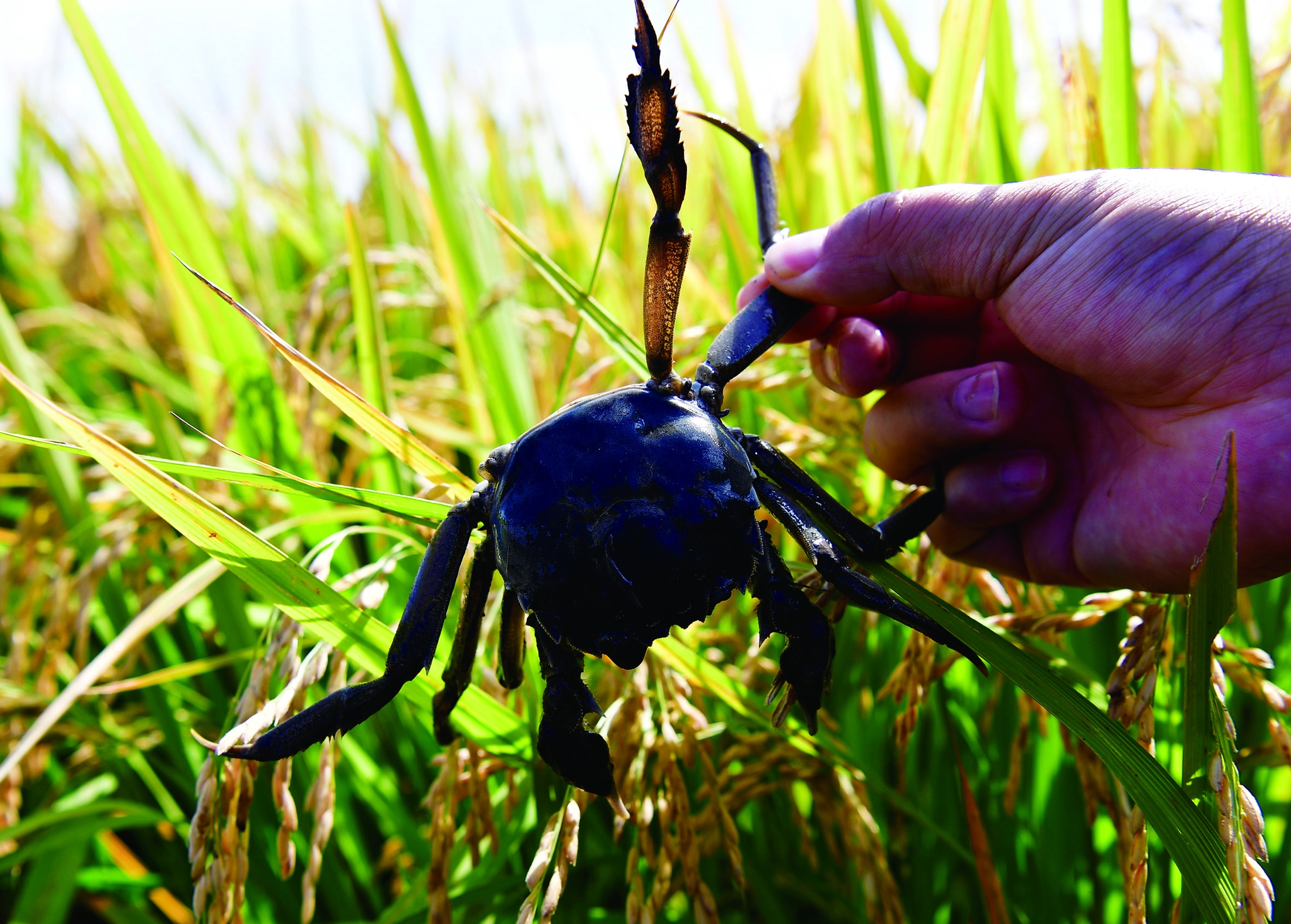 稻蟹共生,河蟹肥壮. 赵滨 摄