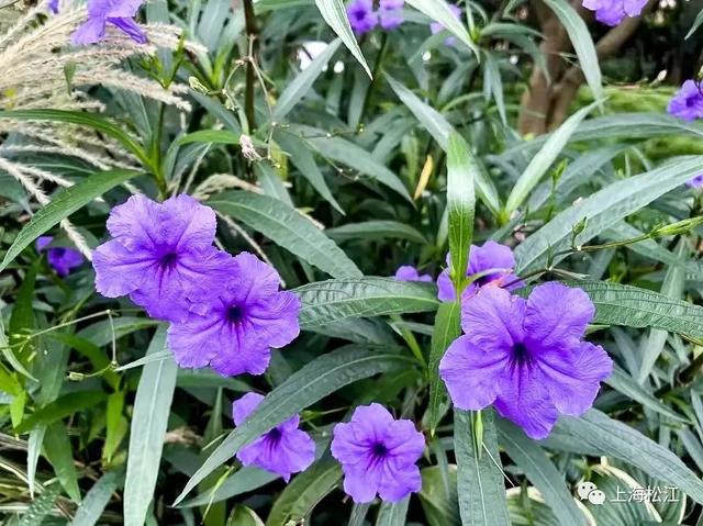 带上你家"李焕英",来松江这里观赏萱草花