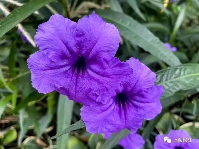 带上你家"李焕英",来松江这里观赏萱草花