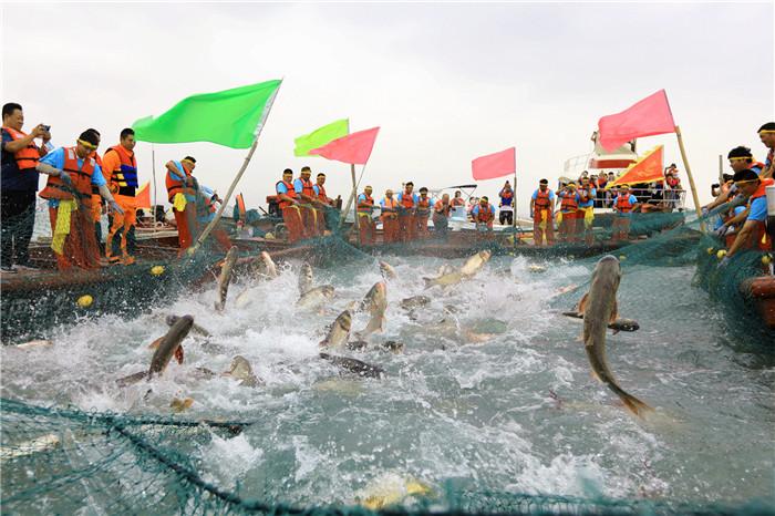 博斯腾湖在中秋时节也是捕捞的旺季,渔民们驾着船,喊着号子从四面收起