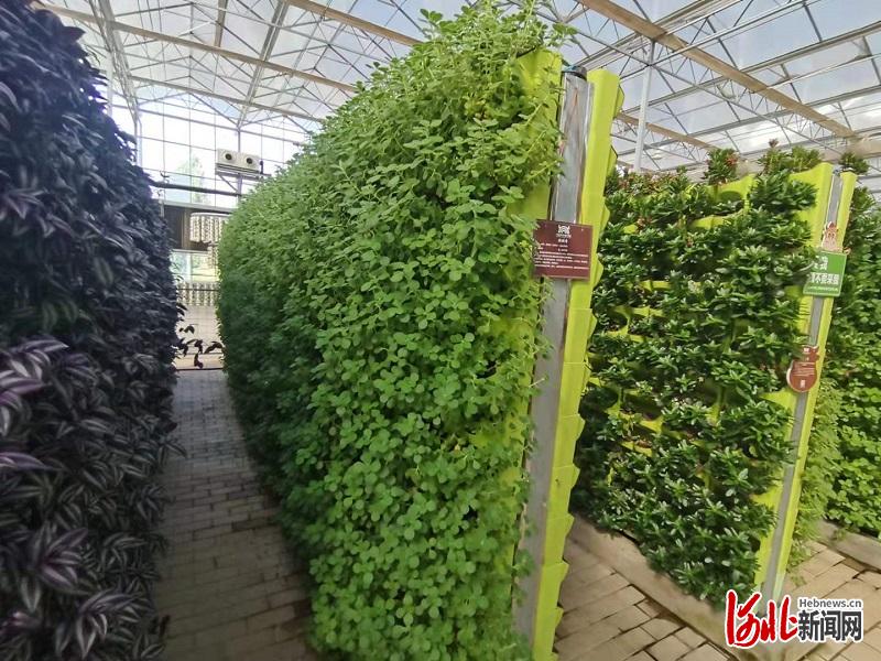 探营保定卓正神农现代农业示范园都市型现代农业改变都市人生活