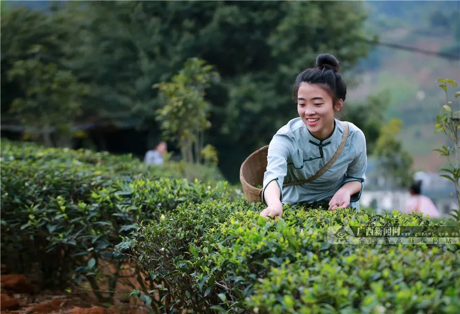 梧州市苍梧县六堡镇山坪村村民在采摘高山云雾六堡茶。 广西日报记者 何学俏 通讯员 潘绍珊 摄