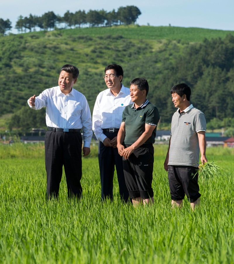 △2015年7月16日，习近平总书记在吉林省延边州和龙市东城镇光东村视察水稻长势。