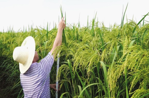江西试种2米高"巨人稻"获得成功