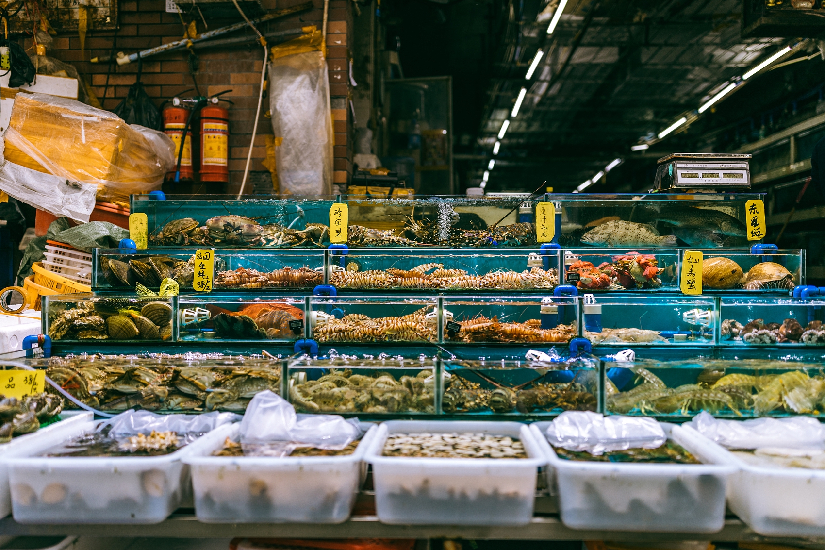 广州菜市场卖的都是生猛海鲜 &nbsp;图源:视觉中国&nbsp