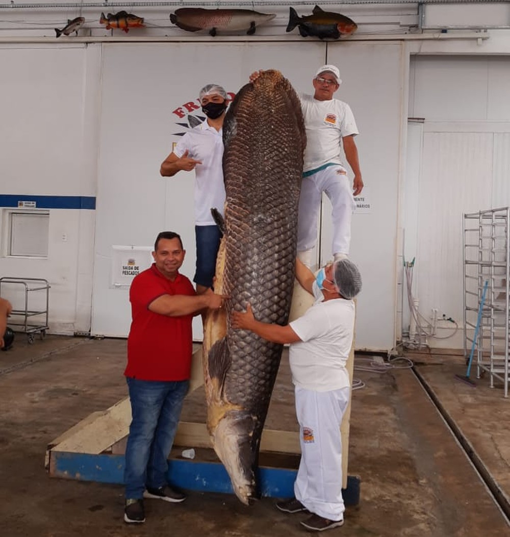 △在亚马孙河捕获的身长近3米的巨骨舌鱼（图片来自巴西环球传媒集团）
