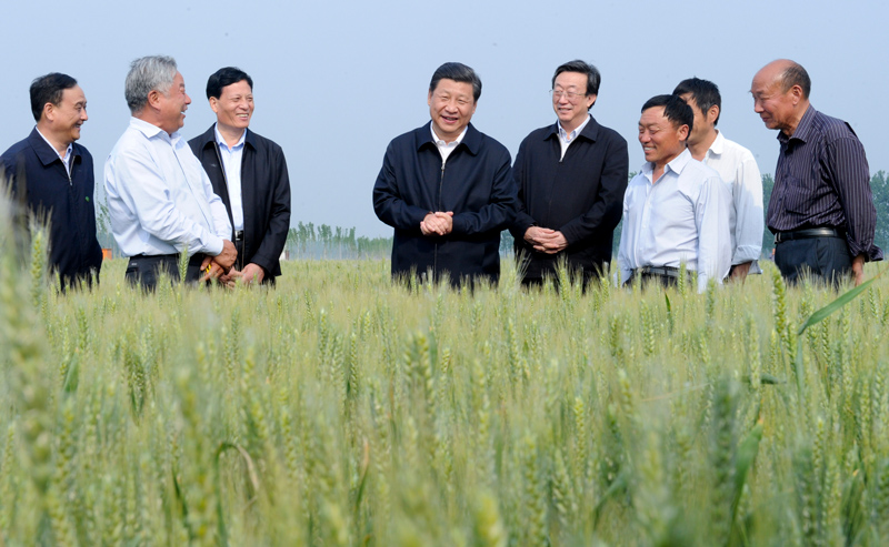  △2014年5月9日，习近平总书记在河南尉氏县张市镇高标准粮田察看小麦长势。
