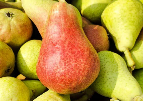 图为高阳西洋梨.资料图