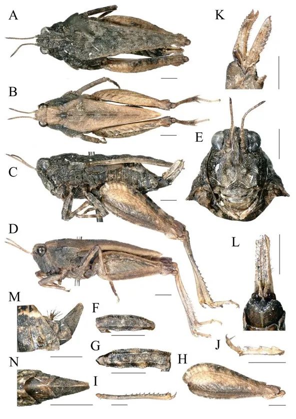 新添小众成员蚱科新种被发现长这样