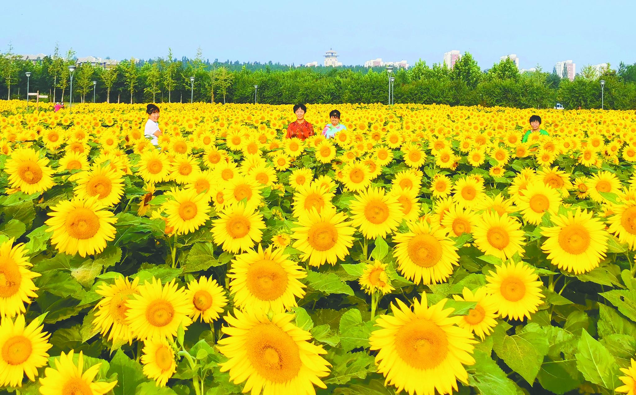 近日,北京市平谷区夏各庄镇滨水生态公园内百余亩油葵花次第开放,游客
