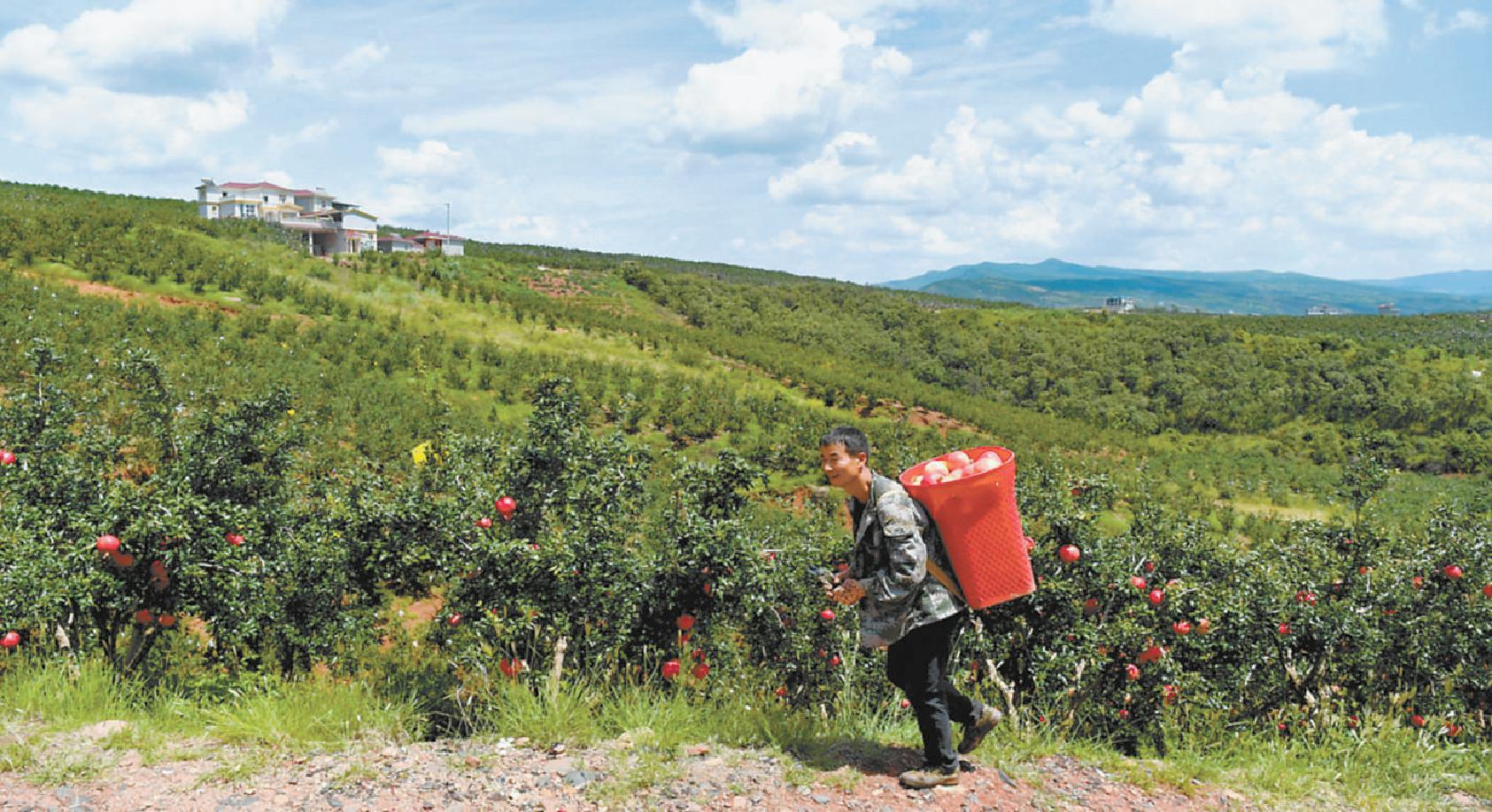 会理石榴种植面积超40万亩,产量72万吨,能为全国每人提供1斤.何浩 摄