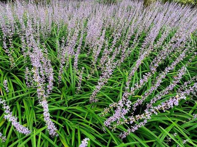 寻梦紫色花田!这些公园绿地里的兰花三七已盛开,你去打卡了没?|上海市