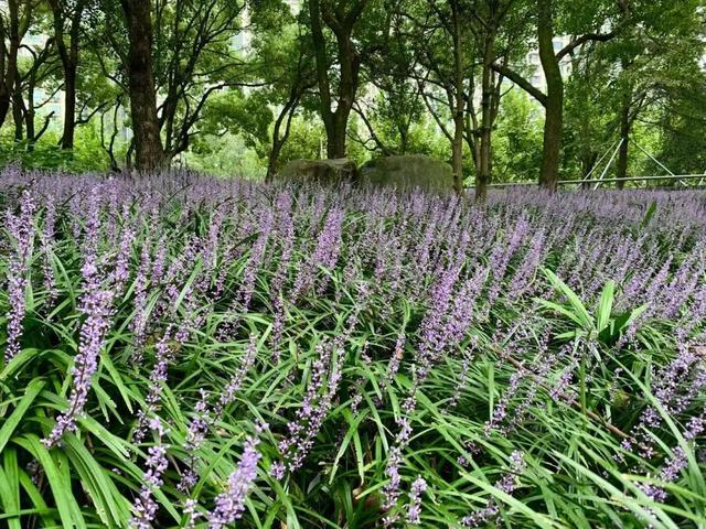 徐匯這些公園綠地裡蘭花三七盛開紫色花田邀你漫步