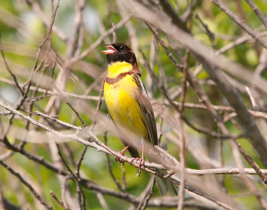 被吃到极危的黄胸鹀,还有继续生存的机会吗?