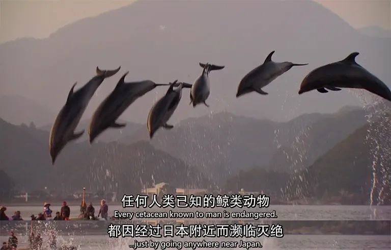 (图源:纪录片《海豚湾》)