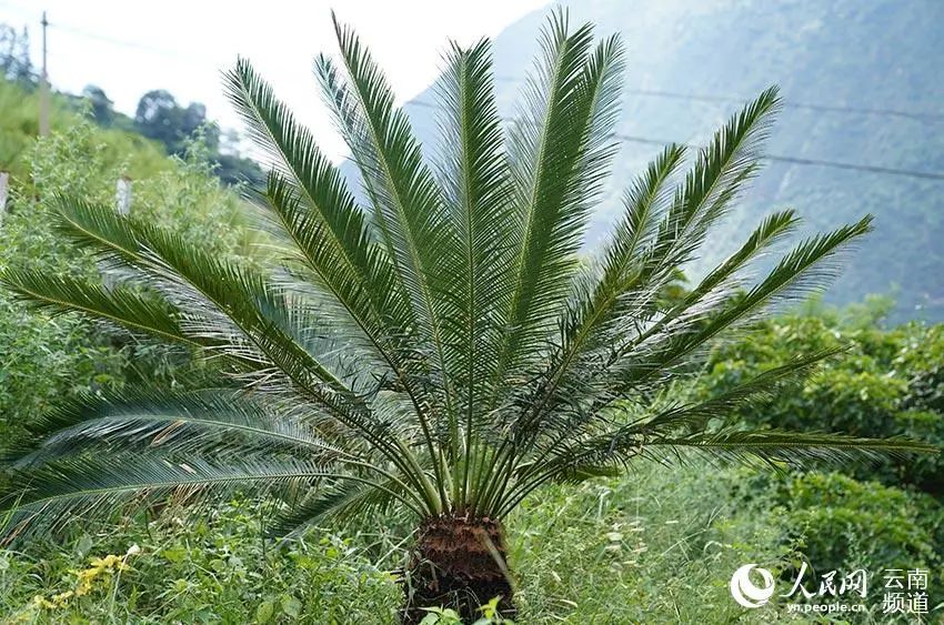 摄目前云南轿子山国家级自然保护区普渡河片区是昆明唯一有攀枝花苏铁