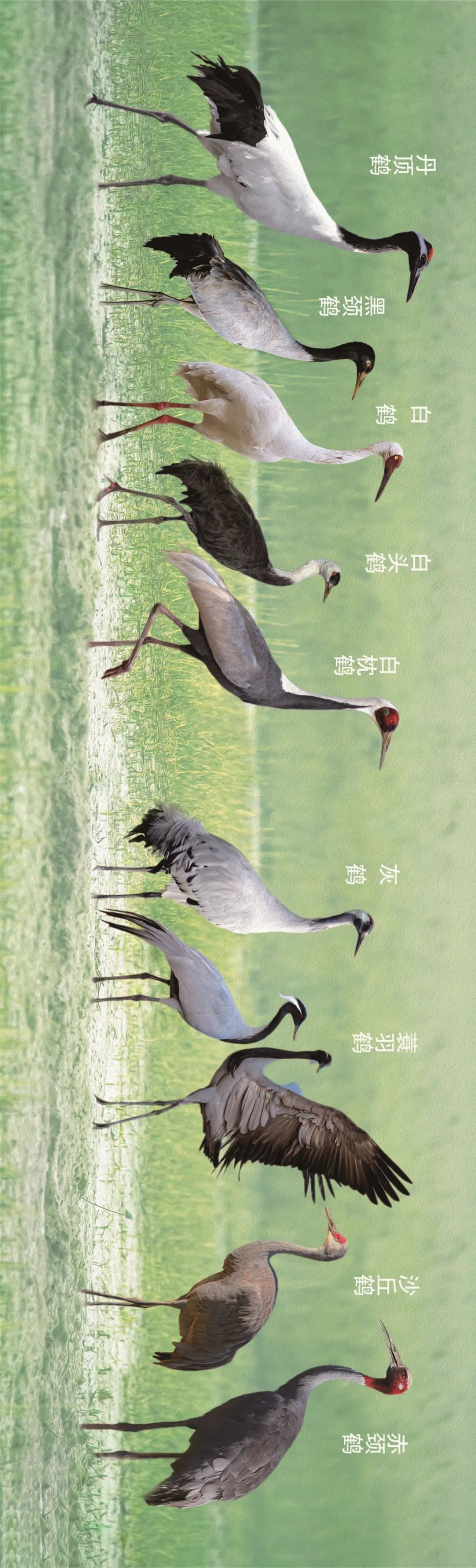 保护生物多样性丨中国鹤深阅读