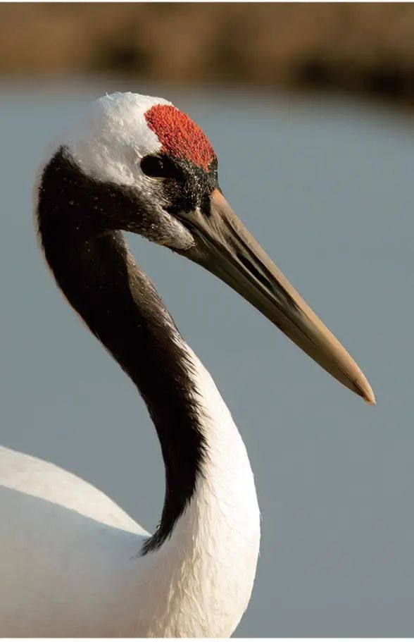 保护生物多样性丨中国鹤深阅读
