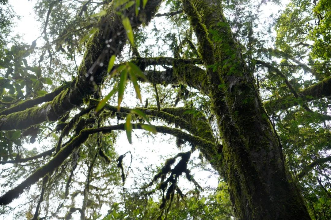 cop15树龄超500年保山昌宁发现一株云南野生红豆杉