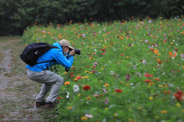 圆明园西部景区，游客正在拍摄盛开的鲜花。新京报记者 浦峰 摄