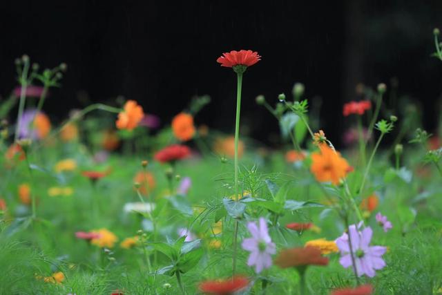 雨中盛开的鲜花。新京报记者 浦峰 摄