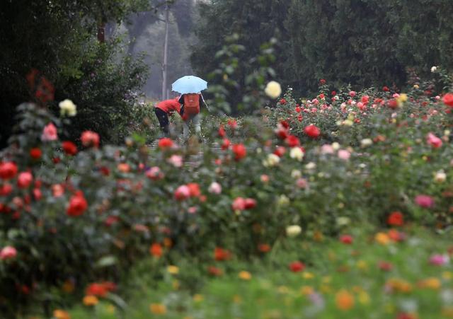 游客在拍摄雨中的花朵。新京报记者 浦峰 摄