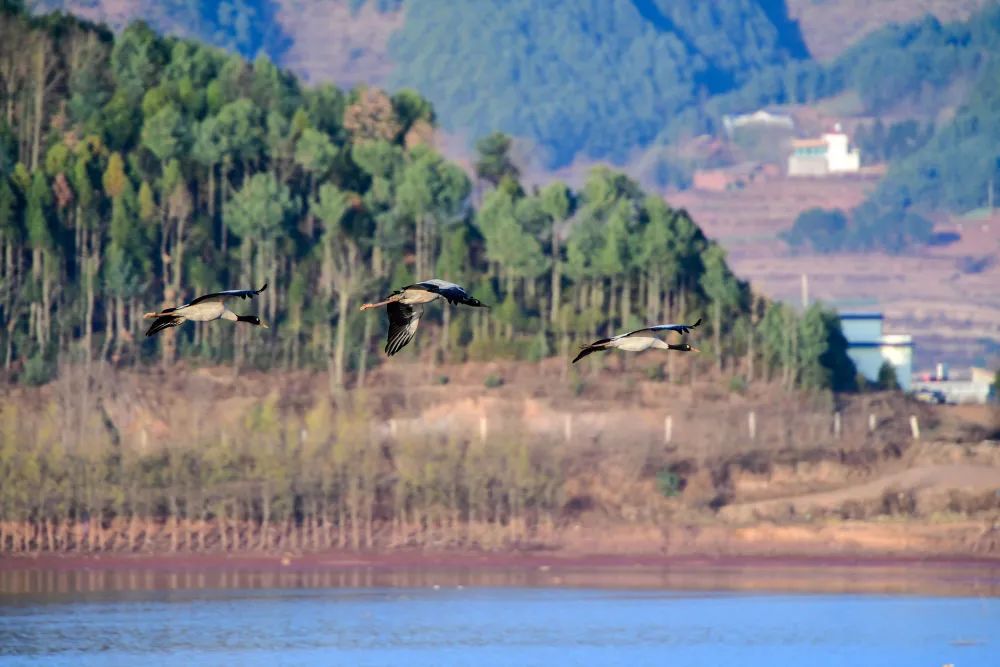 黑颈鹤在云南会泽黑颈鹤国家级自然保护区飞翔（2018年3月2日摄）。 新华社记者 胡超 摄