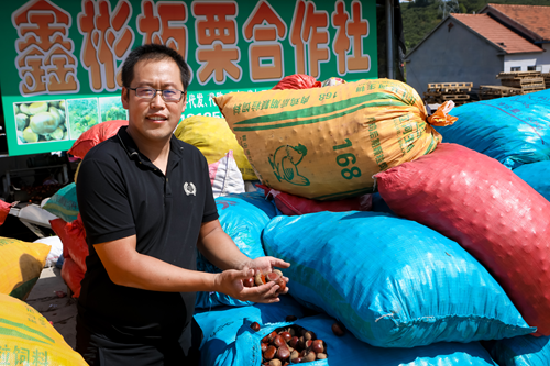 打包供货什么意思金秋栗飘香  电商助丹东板栗引客来-上海聚慕医疗器械有限公司