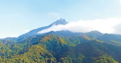 海南热带雨林国家公园体制试点区。　　海南省林业科学研究院供图