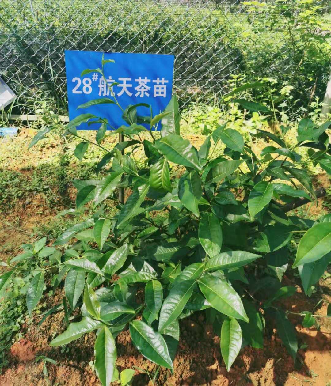 2016年9月15日, 50克英德红茶"英红九号"茶树种子,随"天宫二号"进入