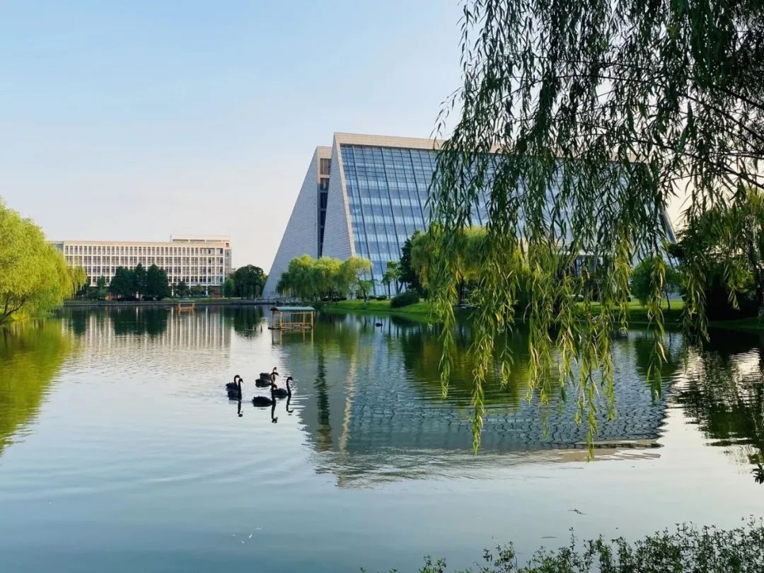 天鹅花海朗月湖诗和远方扬子津