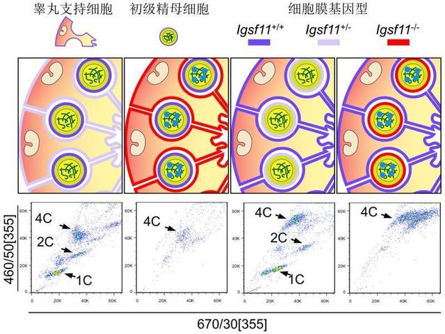清华大学医学院纪家葵团队揭示生殖细胞与性腺体细胞的互作机制