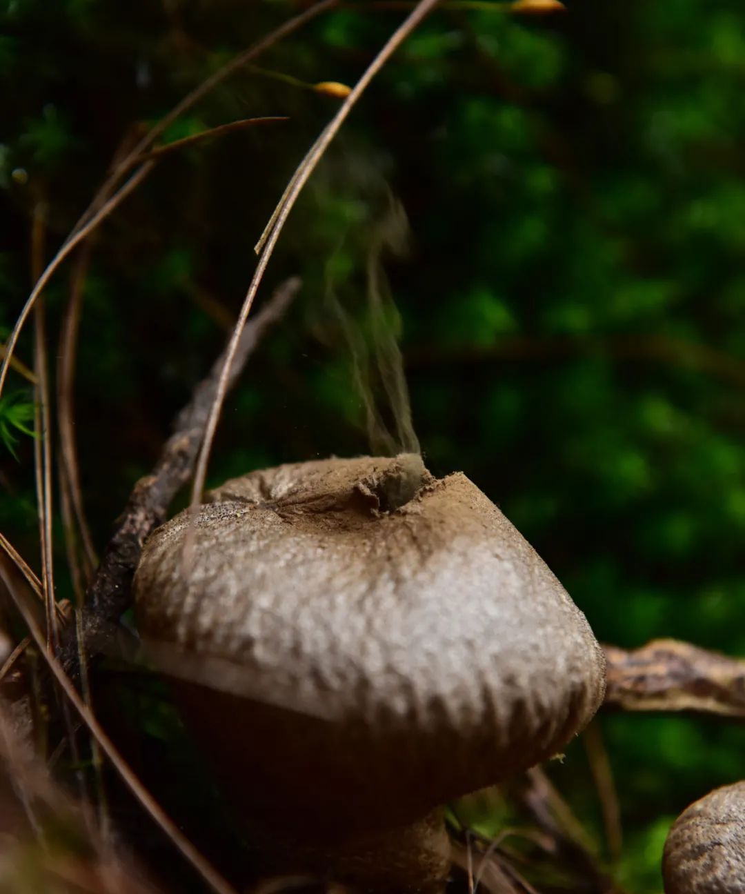【关注】"植物大战僵尸"游戏中的"大喷菇"长啥样?有图有真相!