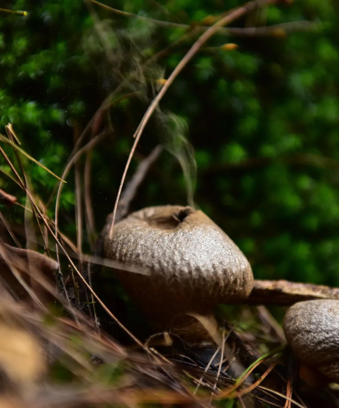 【关注】"植物大战僵尸"游戏中的"大喷菇"长啥样?有图有真相!