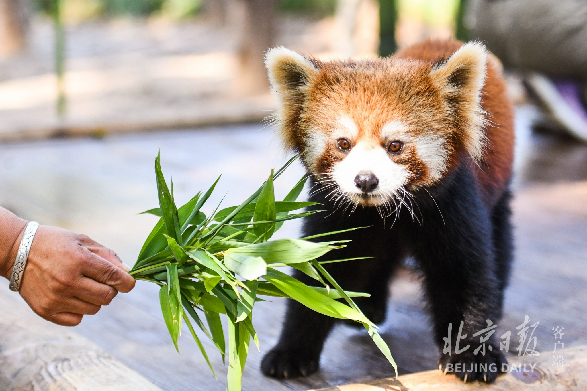 北京野生动物园新添打卡地东北虎和小熊猫展区上新