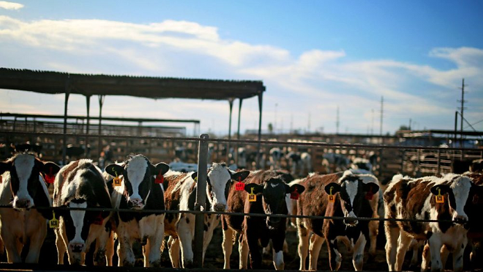 △阿根廷畜牧场 图片来源：阿根廷当地媒体
