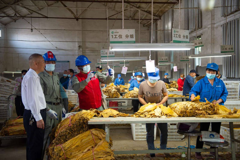 湖北宜昌秭归首个全电烤烟试点工程正式投产运行