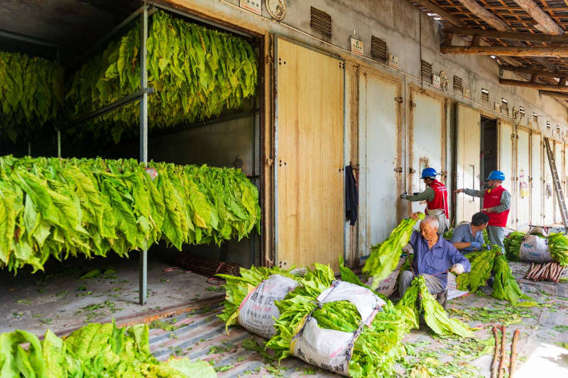 湖北宜昌秭归首个全电烤烟试点工程正式投产运行