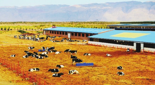 内蒙古沙产业循环经济沙漠种牛奶富了农牧民