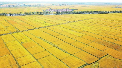 &nbsp;&nbsp;&nbsp; 吉林省四平市梨树县孤家子镇金灿灿的水稻田