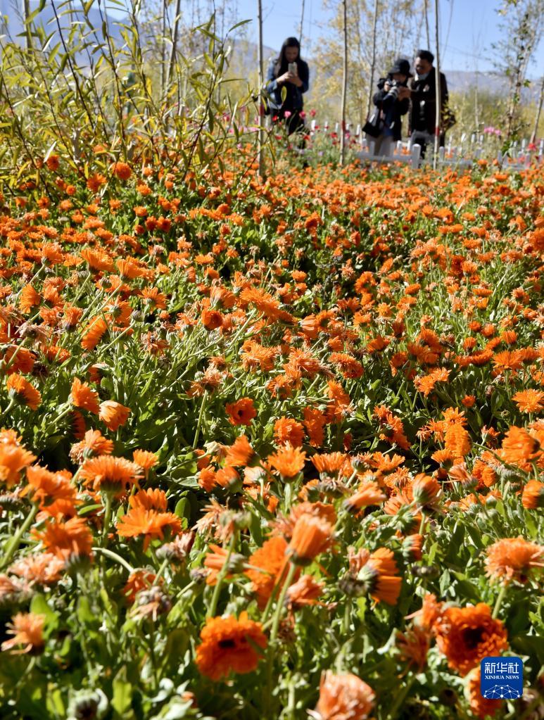 西藏阿里狮泉河镇道路旁边绿树成荫(9月19日摄).