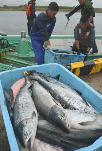 赤潮 危机 日媒 北海道超4600条鲑鱼 数十吨海胆等水生物死亡 新浪财经 新浪网 赤潮 危机 日媒 北海道超4600条鲑鱼 数十吨海胆等水生物死亡 新浪财经 新浪网