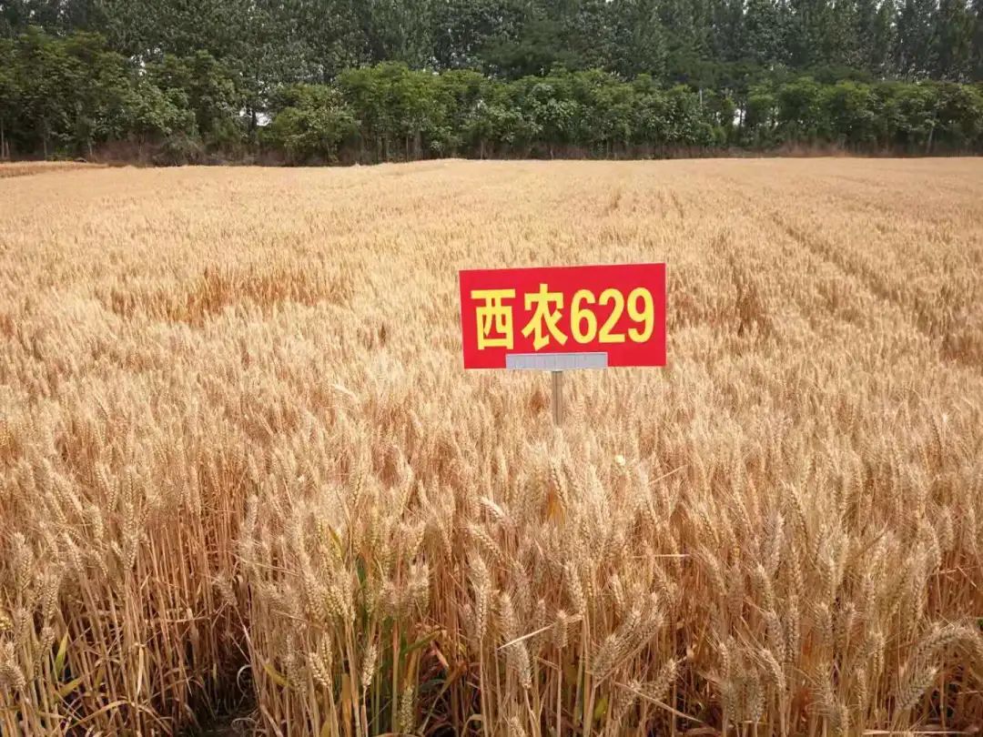 西农99小麦品种简介图片